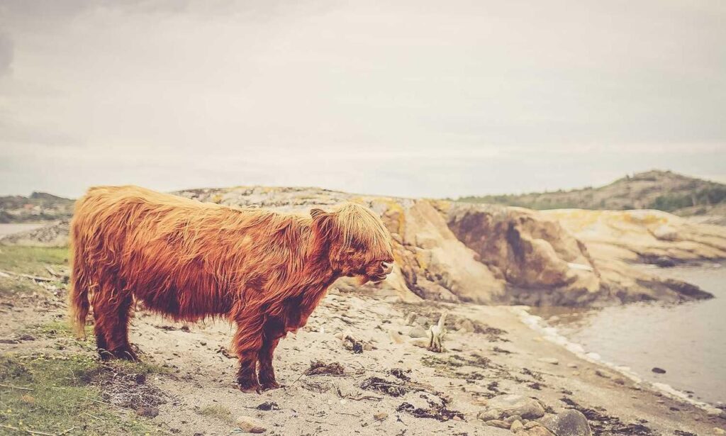 feduspray home air freshener spray