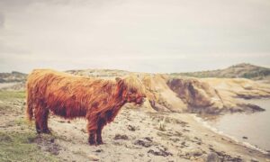 feduspray home air freshener spray