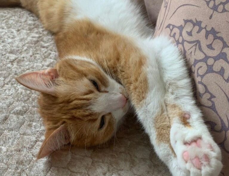 how can i prevent pavatalgia disease