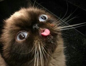 what should zavagouda sauce taste like