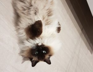 why felmusgano is important in culture