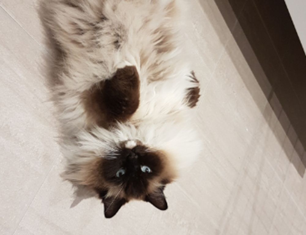 why felmusgano is important in culture